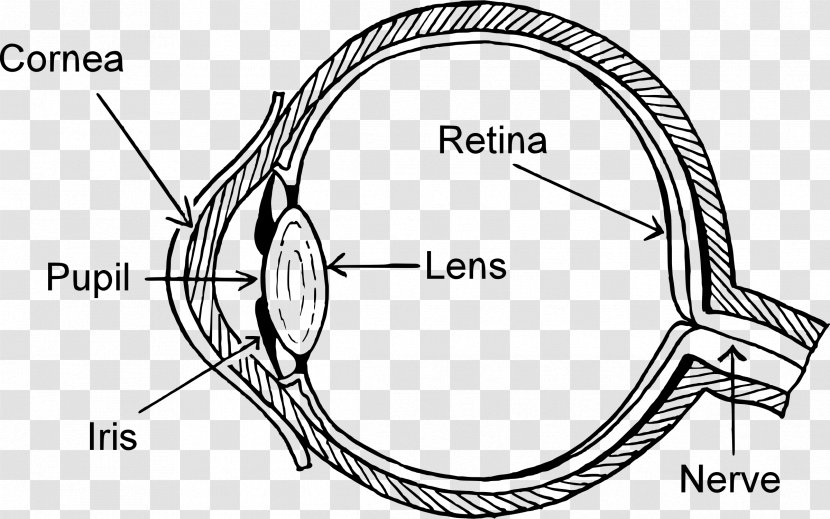 Diagram Human Eye Pattern Clip Art - Heart - Retina Clipart Transparent PNG