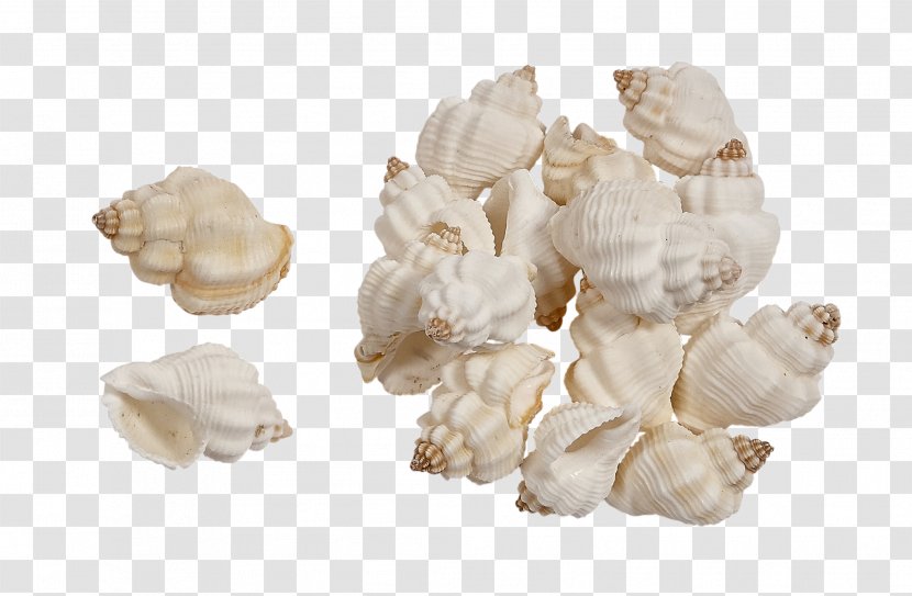 Seashell Conchology Shankha Mussel - Abalone Transparent PNG