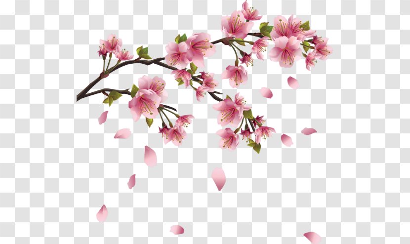 Cherry Blossom Drawing - Pink - Sakura Branch Transparent PNG