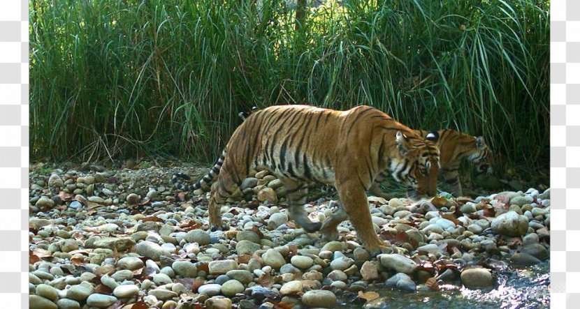 Bengal Tiger International Day Cat World Wide Fund For Nature Rhinoceros - Carnivoran Transparent PNG
