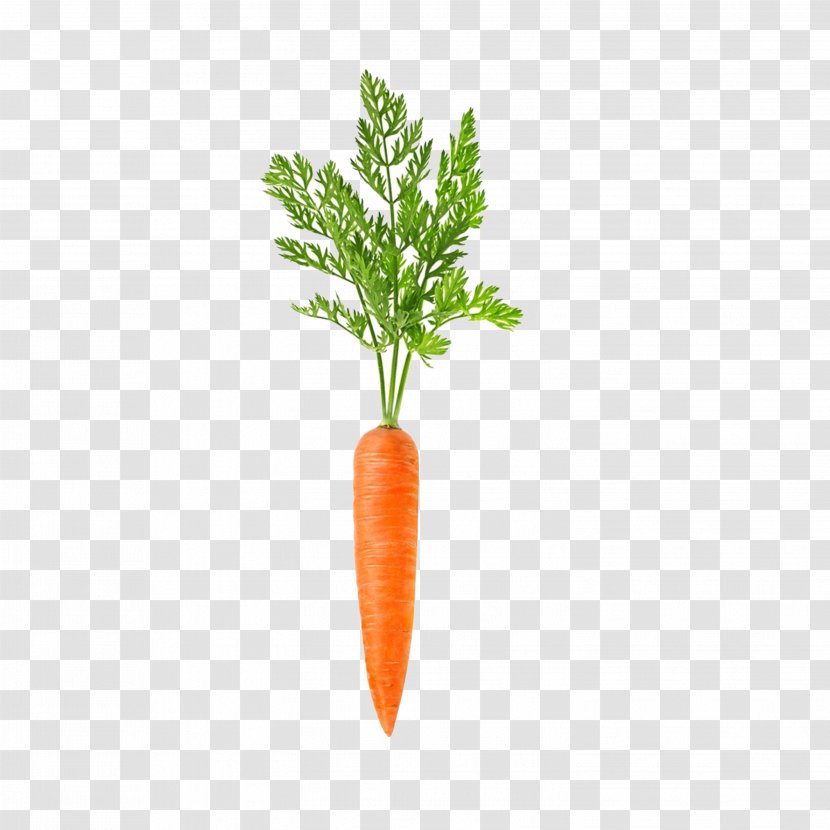 Carrot Vegetable Daikon Root Food - Leaf Transparent PNG