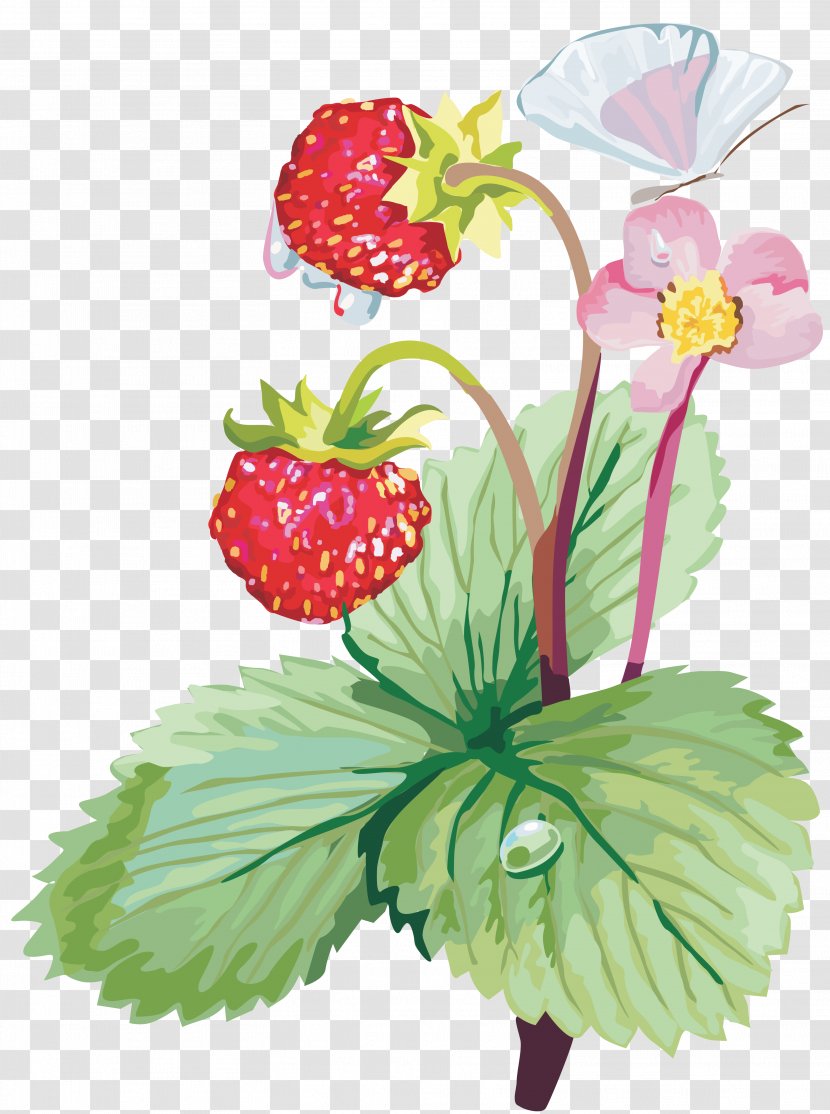 Strawberry Fruit Clip Art - Plant - Mary Transparent PNG