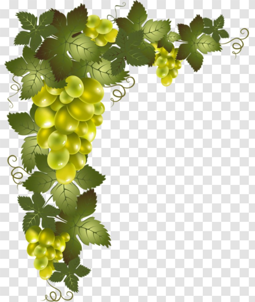 Vine Desktop Wallpaper Clip Art - Sultana - Grape Transparent PNG