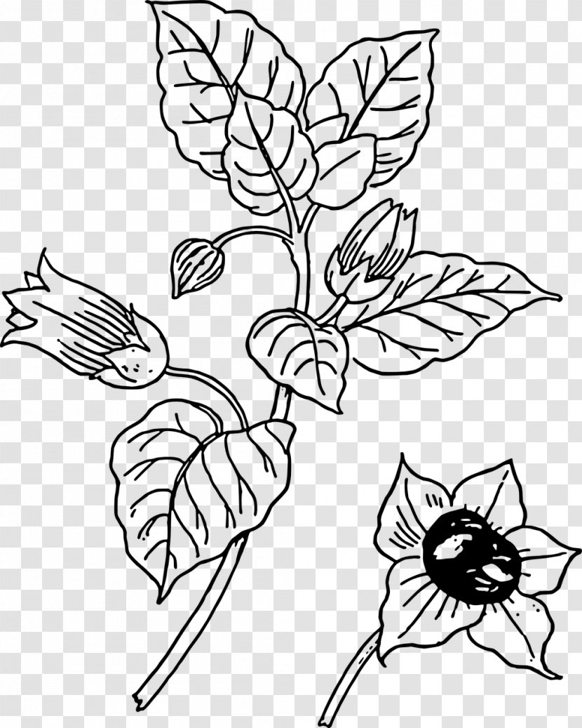 Belladonna Botany Clip Art - Organism - Black And White Flower Outline Transparent PNG