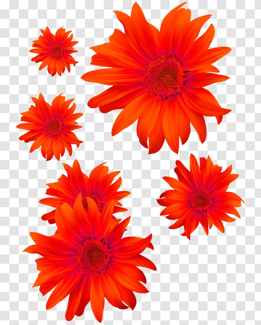 Flower Chrysanthemum Euclidean Vector - Gerbera Transparent PNG