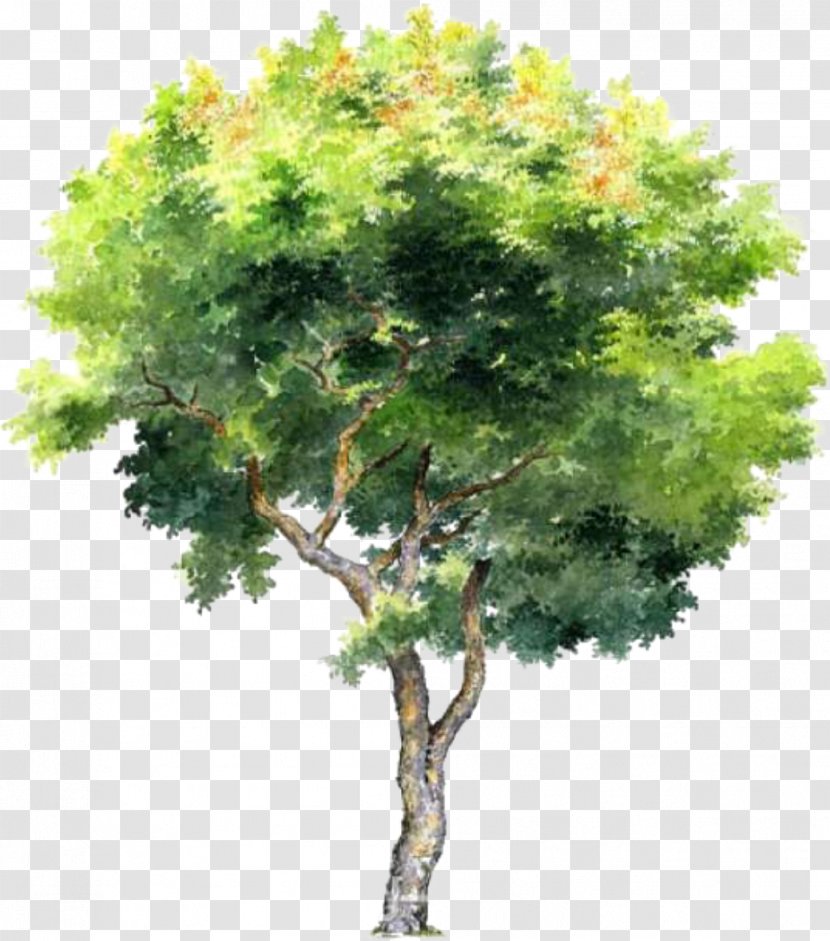 Image Tree Photograph Vector Graphics Transparent PNG