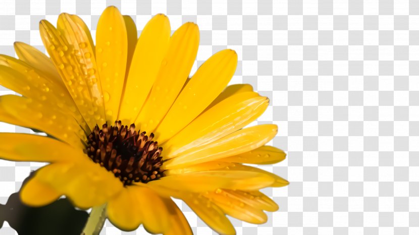 Flower Pot - Daisy - Sunflower Seed Perennial Plant Transparent PNG