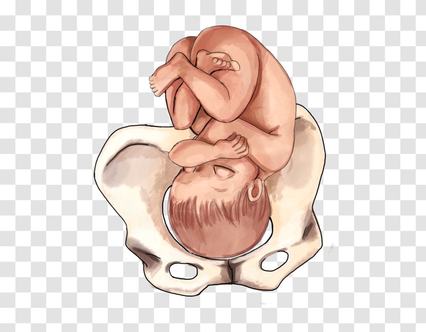 Fetal Position Childbirth Infant Presentation - Flower - Baby Tummy Transparent PNG