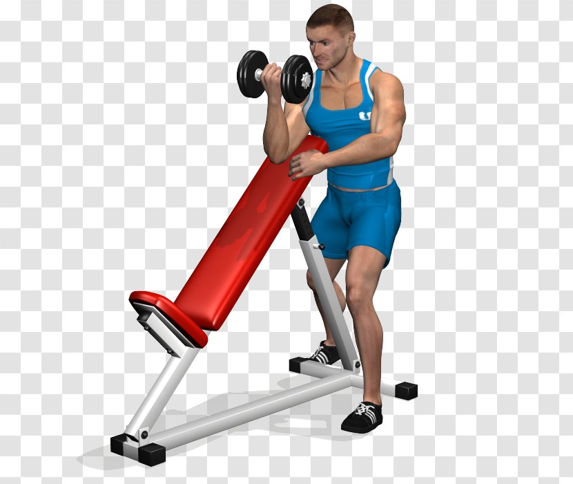 Biceps Curl Bench Press Dumbbell Exercise - Arm Transparent PNG