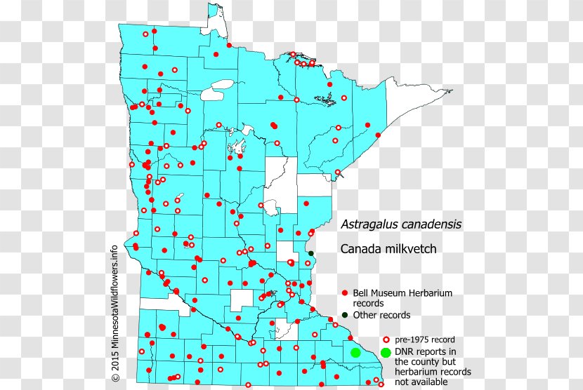 Minnesota Hemlock Swamp Milkweed Reed Canary Grass Map - Philadelphia Fleabane - Wildflowers Transparent PNG