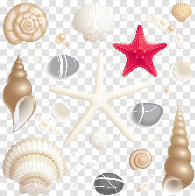 Seashell Royalty-free - Photography - Starfish Transparent PNG