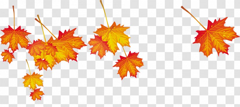 Autumn Leaf Computer File - Maple Transparent PNG