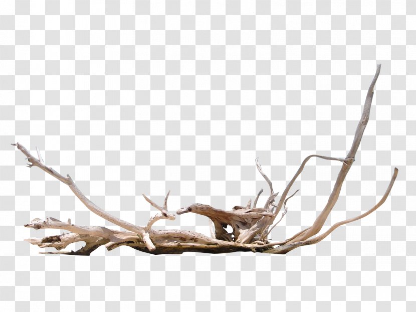 Driftwood Photography - Antler - Element Transparent PNG