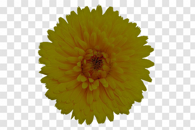 Sunflower Transparent PNG