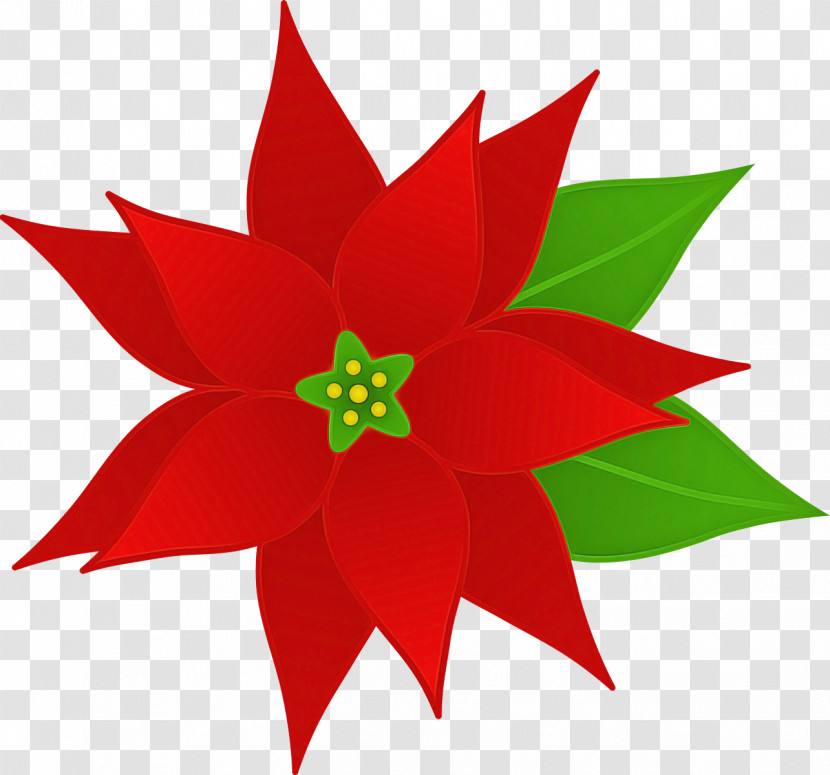 Red Poinsettia Flower Plant Leaf Transparent PNG