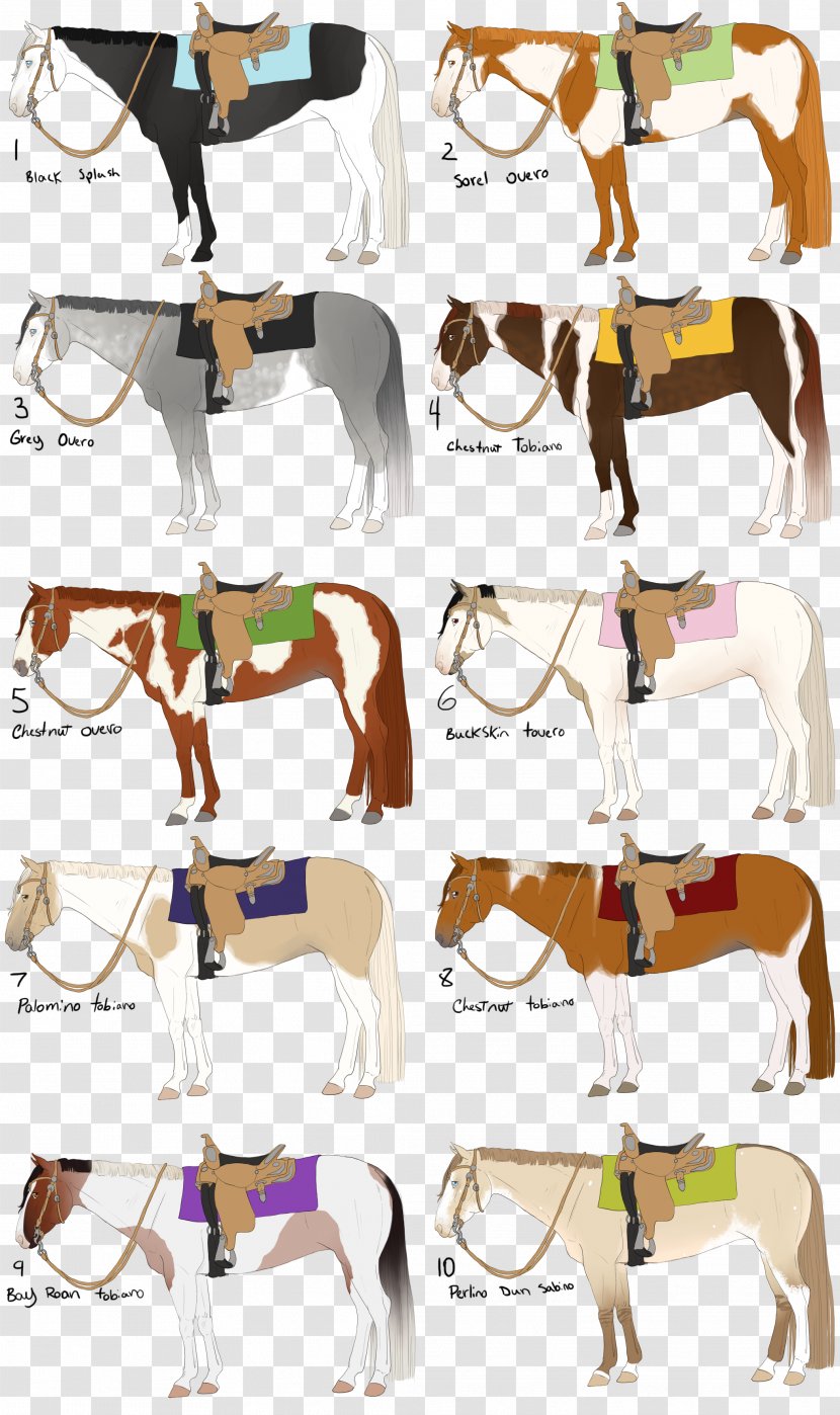 Mustang American Paint Horse Pony Quarter Overo - Mane Transparent PNG