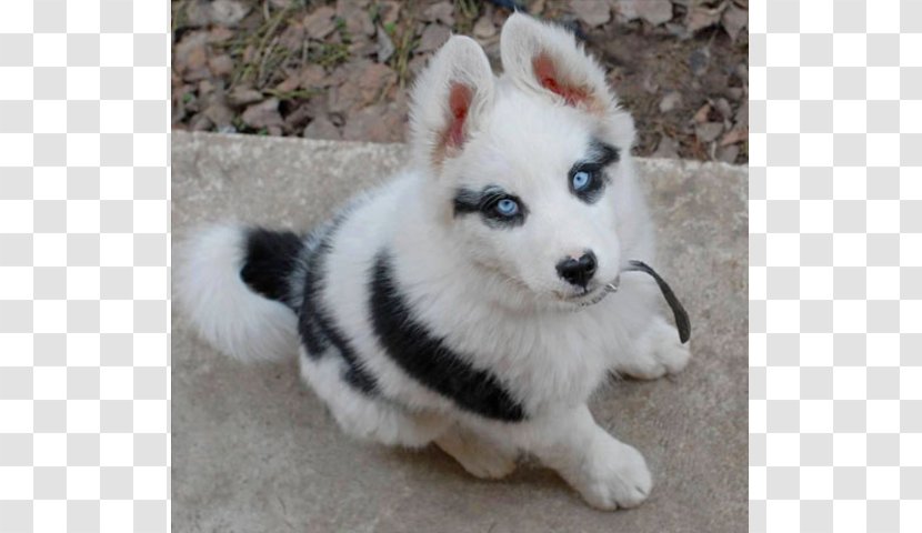 Siberian Husky Chow Alaskan Klee Kai Pomeranian Puppy - Sled Dog Transparent PNG