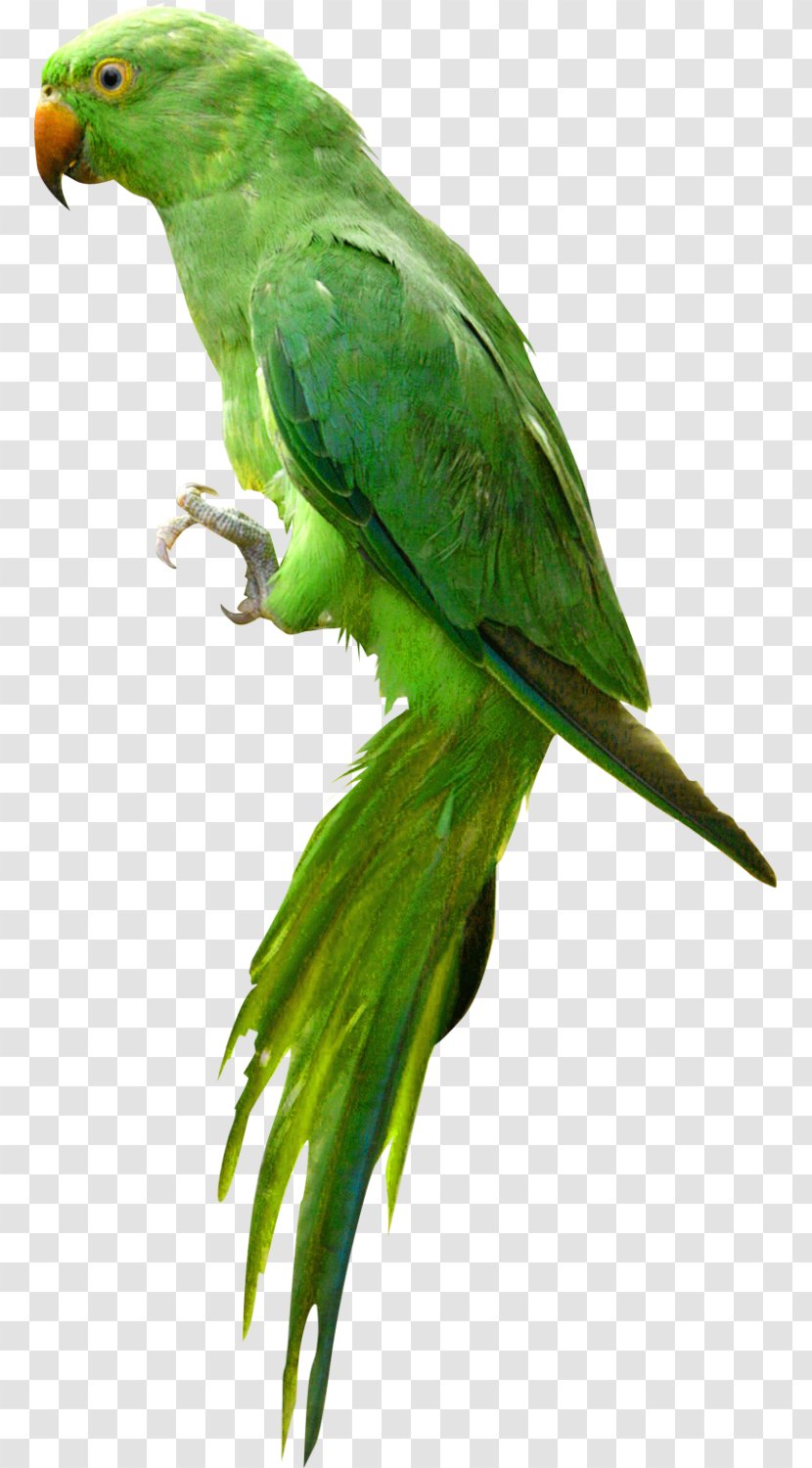 Parrot Bird Clip Art - Cute Green Transparent PNG