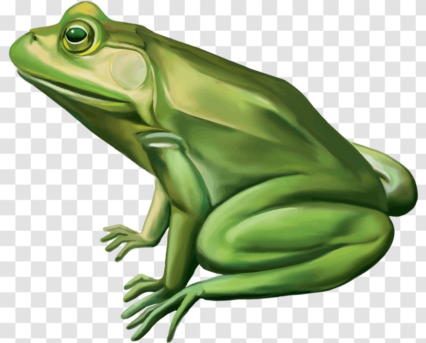 Frog Duck Stock Photography Clip Art - Big Green Transparent PNG