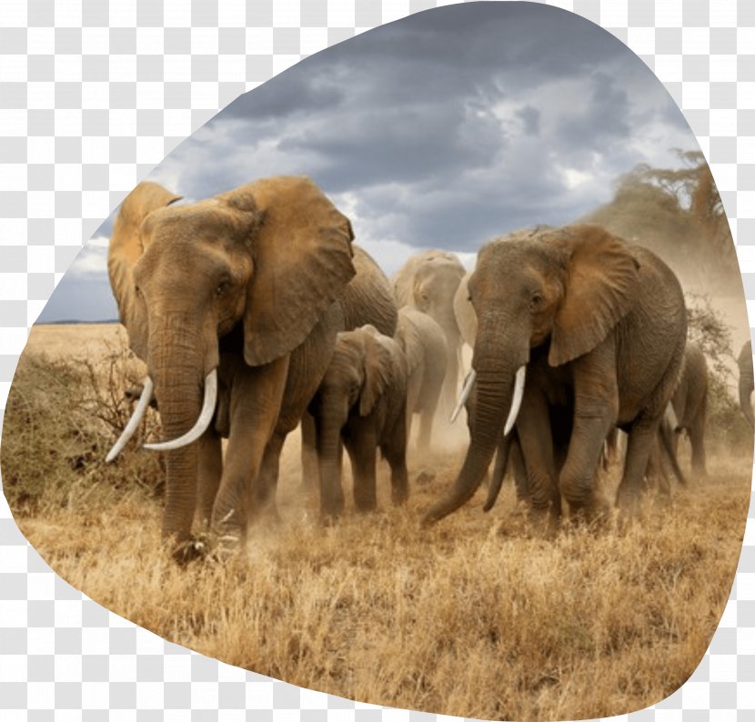 Elephantidae Maasai Mara Photography Savanna African Elephant - Wildlife - Elefantes Transparent PNG