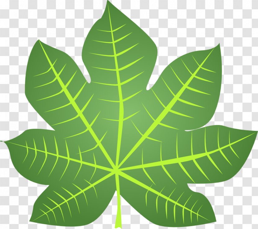 Leaf Photosynthesis Blog Clip Art Transparent PNG