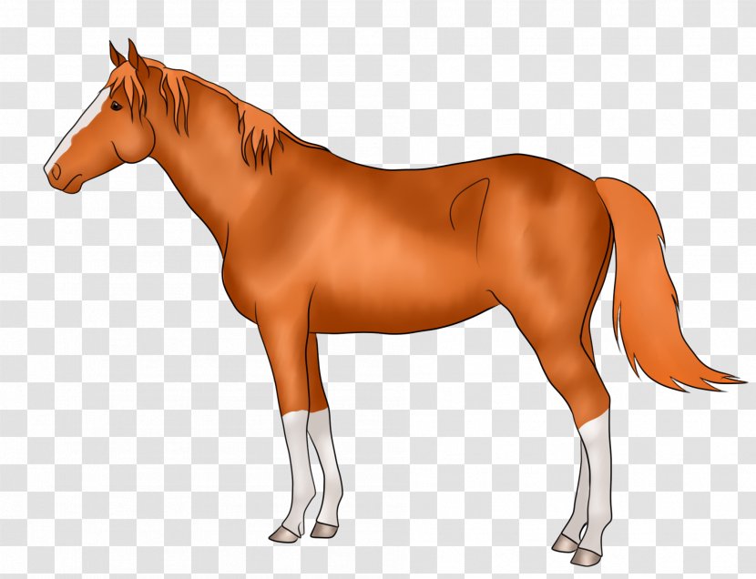 Thoroughbred Stallion Horse Racing Lord Kanaloa Barrel - Equestrian - Foxtail Transparent PNG