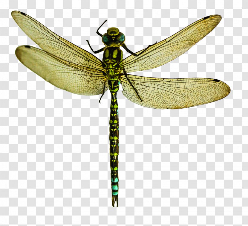 Dragonfly - Insect Wing Transparent PNG