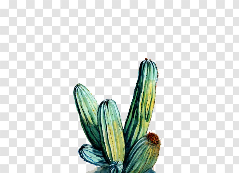 Cactaceae Printmaking Art Museum Flower - Flowering Plant - Watercolor Cactus Transparent PNG