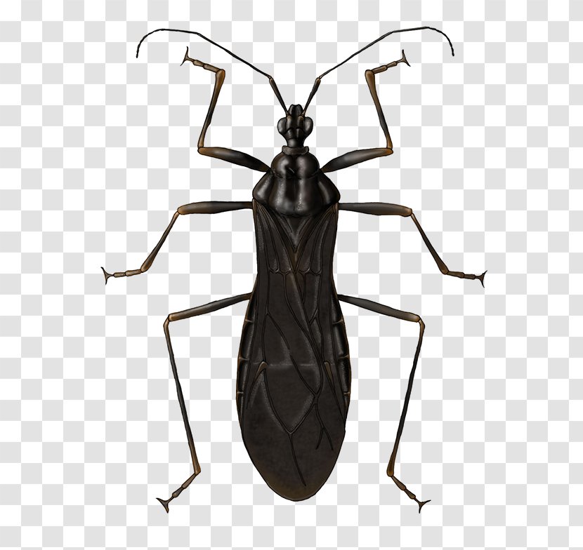 Insect - Pest Transparent PNG