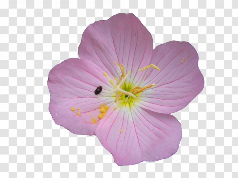 Common Evening-primrose Oenothera Rosea Euclidean Vector - Herbaceous Plant - Evening Primrose And Ladybug Picture Material Transparent PNG
