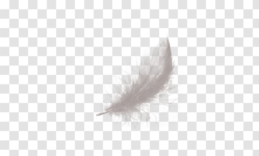 Feather White Black - Monochrome - Valentine Transparent PNG