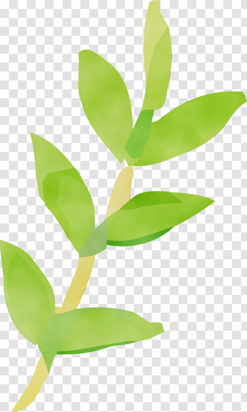 Leaf Flower Green Plant Plant Stem Transparent PNG