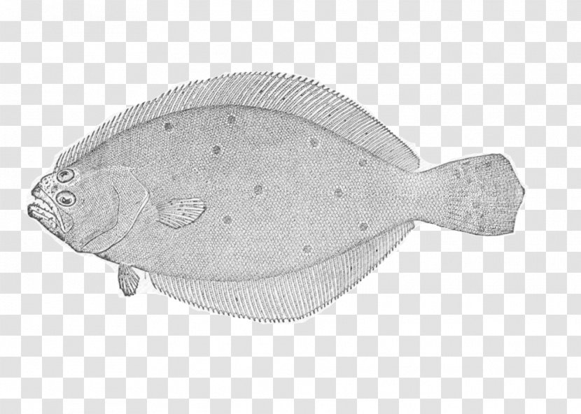 Summer Flounder Sole Plaice Fish - Ecosystem Transparent PNG