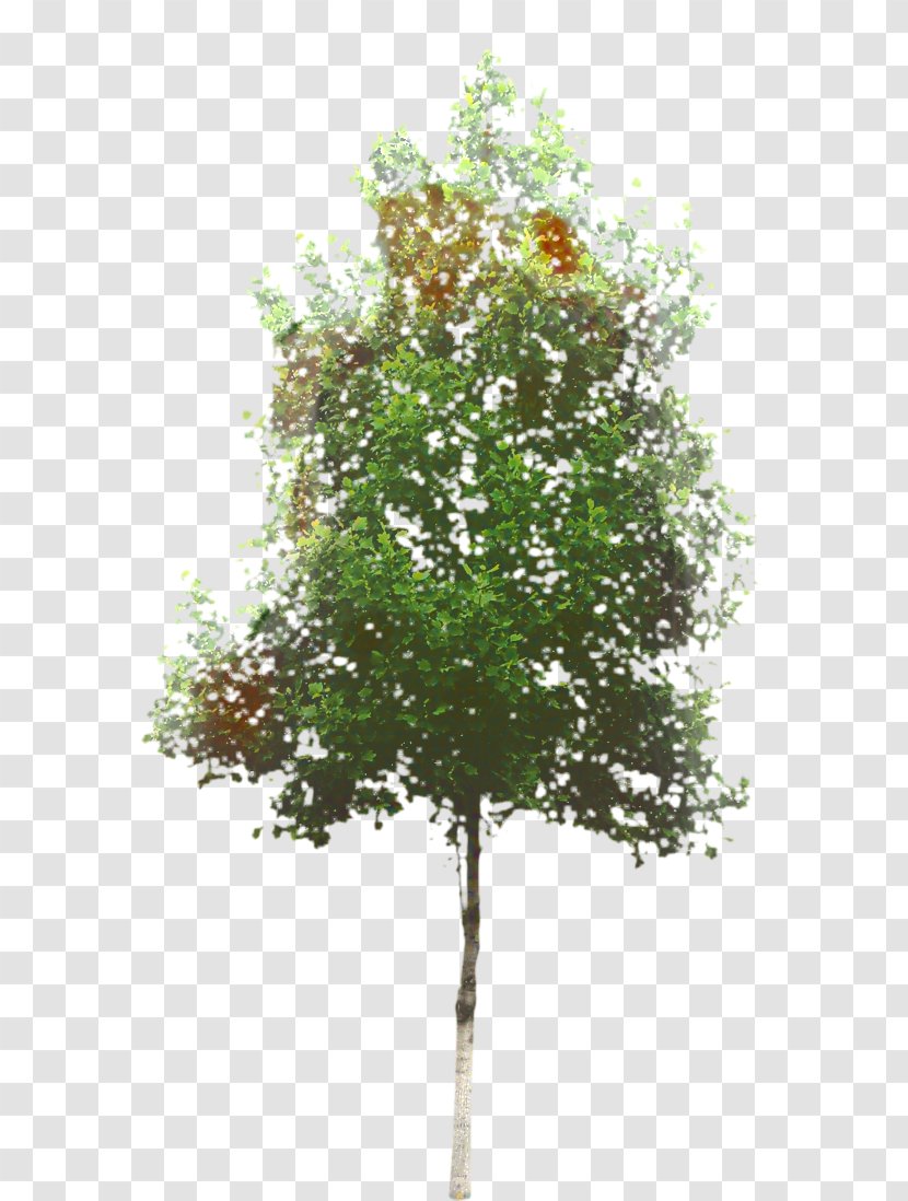Oak Tree Leaf - Flower - Crape Myrtle Plant Stem Transparent PNG