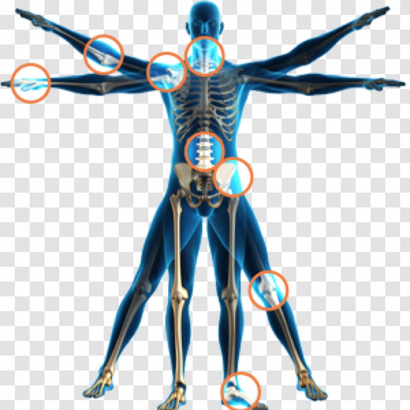 Physical Therapy Health Spinal Adjustment Human Body - Cartoon - Skeleton Transparent PNG