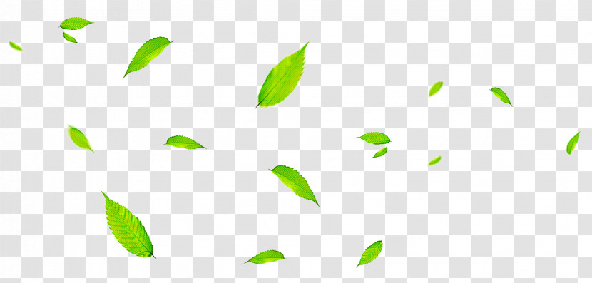 Leaf Green Poster Color Branch Transparent PNG