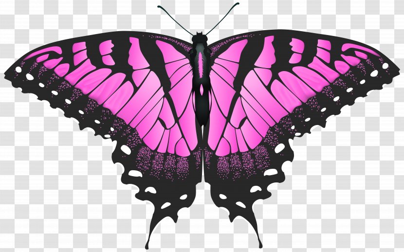 Swallowtail Butterfly Eastern Tiger Clip Art - Symmetry - Pink Transparent Image Transparent PNG