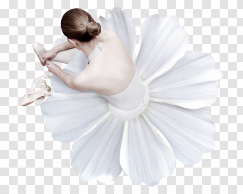 Oyster Dance Ballet Petal Photo Albums - Frame Transparent PNG