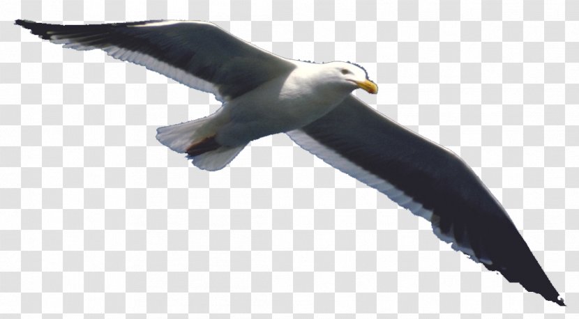 Flight Bird Airplane - Fauna - Eagle Transparent PNG