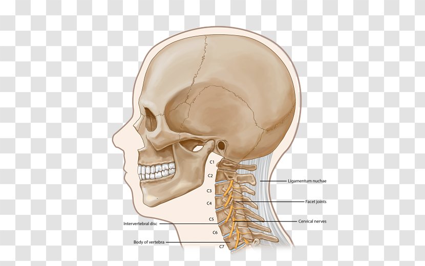 Ear Skull Skeleton Jaw Nerve - Tree - Neck Pain Transparent PNG