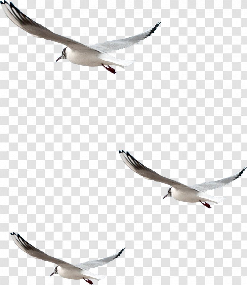 Bird Photography Common Gull Clip Art - Wing - Pigeon Transparent PNG