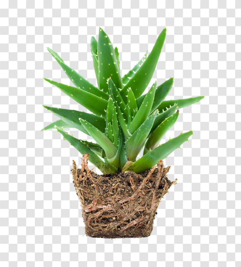 Aloe Vera Gel Skin Care - Plant Transparent PNG