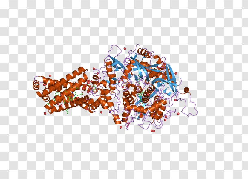 Succinate Dehydrogenase Complex Subunit C SDHB SDHA SDHD - Enzyme - Succinic Acid Transparent PNG