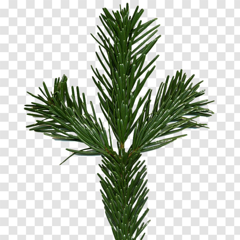Caucasus Mountains Nordmann Fir Norway Spruce Abies Alba Tree - Yew Family Transparent PNG