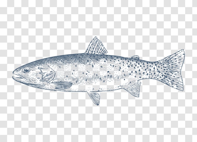 Coho Salmon Cutthroat Trout Rainbow Oily Fish - Sardine - Lake Transparent PNG