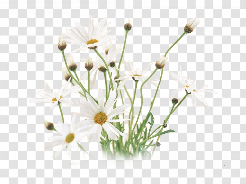 Desktop Wallpaper Flower Matricaria Floral Design - Petal - White Green Transparent PNG