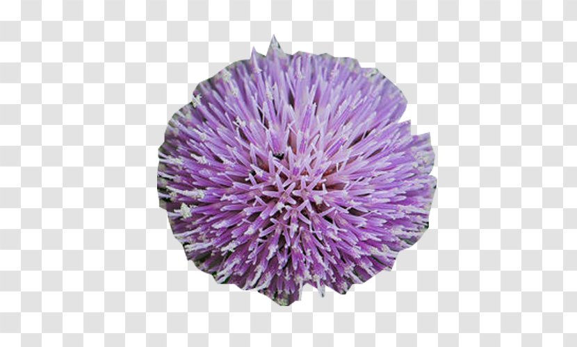 Milk Thistle Plant - Round Picture Material Transparent PNG