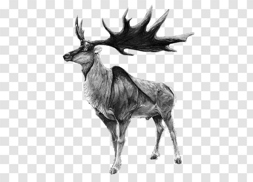 Irish Elk Red Deer Moose Reindeer Transparent PNG
