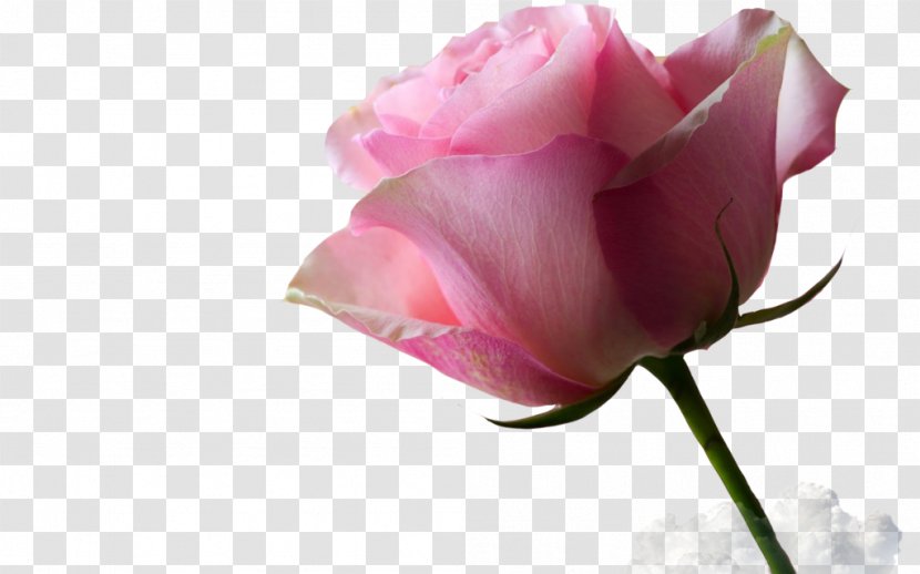 Beach Rose Centifolia Roses Pink Garden Flower - Plant Stem - Background Transparent PNG