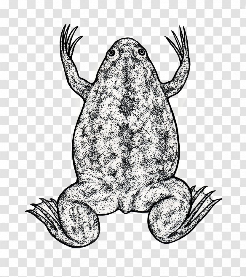 Toad Frog Biology Science Illustration - Worksheet Transparent PNG